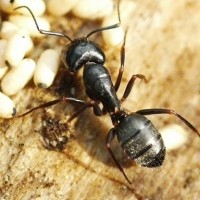 Carpenter Ant Pest