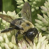 Carpenter Bee Pest