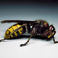 European Hornet Pest