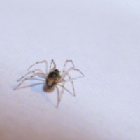 Spider Pests