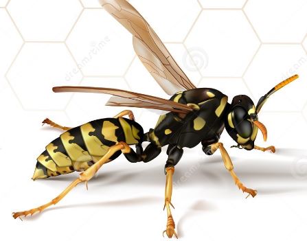 Wasp Removal Halton Burlington Oakville