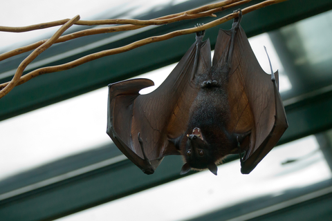 Bat Removal - How to get rid of bats