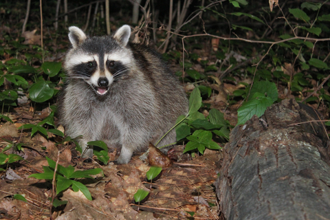 Raccoon Removal Burlington Oakville Ontario