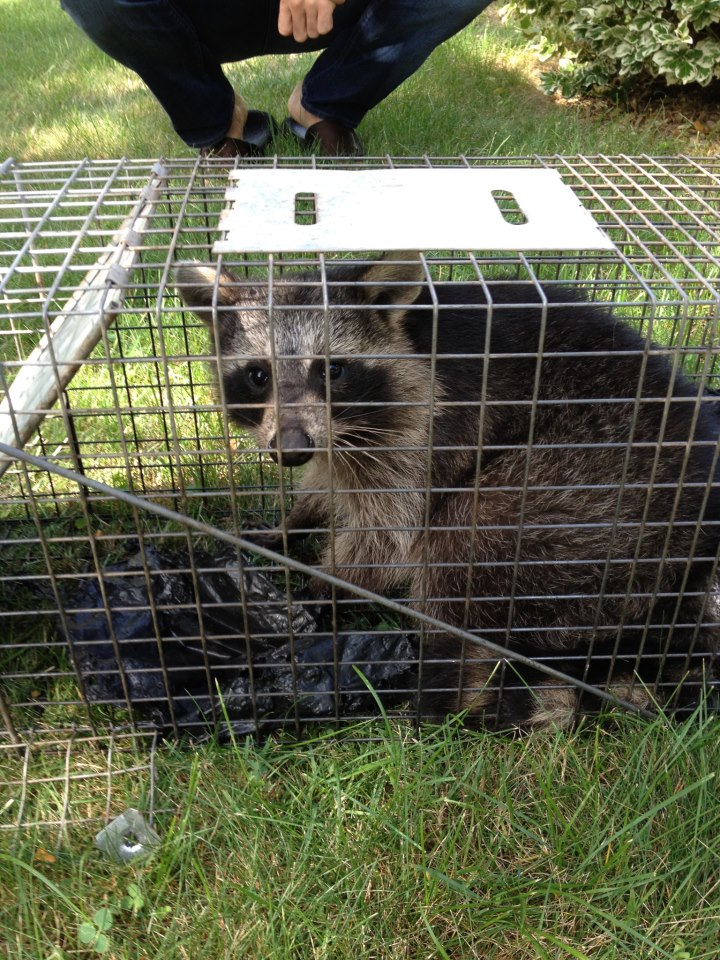 Raccoon Habits and Removal