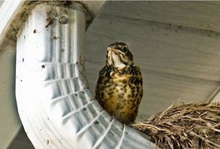 Bird Removal Services Nest Cleanup