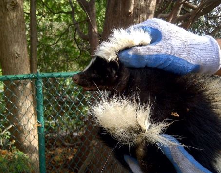 Skunk Catcher and Removal Services