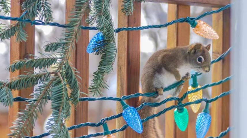 Squirrel Eating-Stealing Christmas Lights