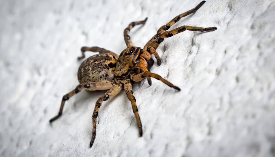 4 Tactics Spiders And Insects Use To Invade Your Home